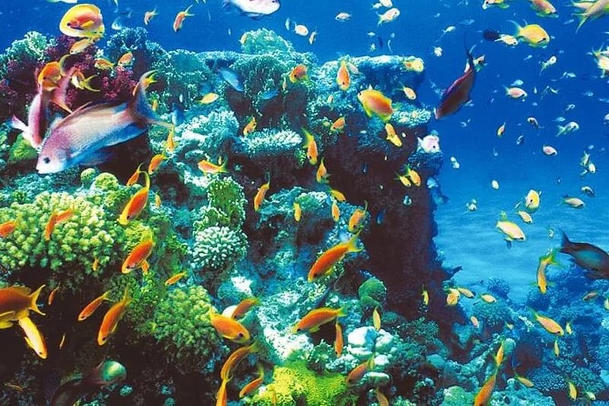 Snorkel the Blue Hole